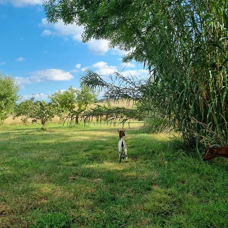 Domaine Saint-martin Bed and Breakfast Benque (Haute-Garonne)